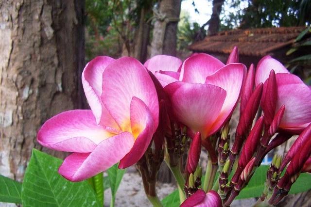 Posada El Jardin Ticul Buitenkant foto